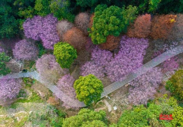 绝美！福州鼓山梅花开了！