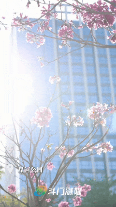 美到上央视！珠海超大花海，开好了！