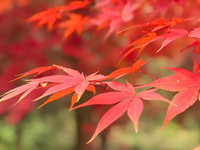 霜染丹枫！全州这个地方已进入观赏期~