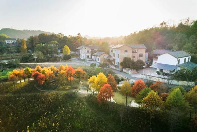 @0731，一组绿心秋色卡，请查收！