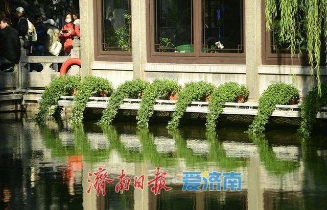 一年四季 泉在济南丨泉水与菊香为伴！趵突泉菊展静待绽放