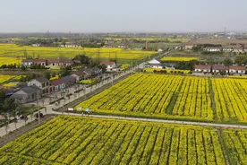 【春耕正当时 再创丰收年】荆州区马山镇：油菜花儿开 防病正当时图片