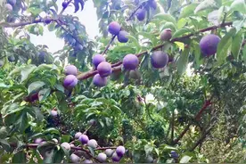 夏日与“李”相约 四川自贡贡井龙潭的李子熟了图片