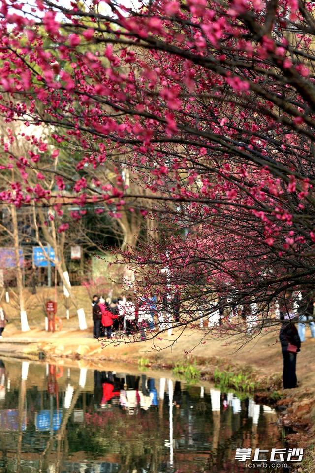 梅花满枝头，赏花打卡正当时｜组图
