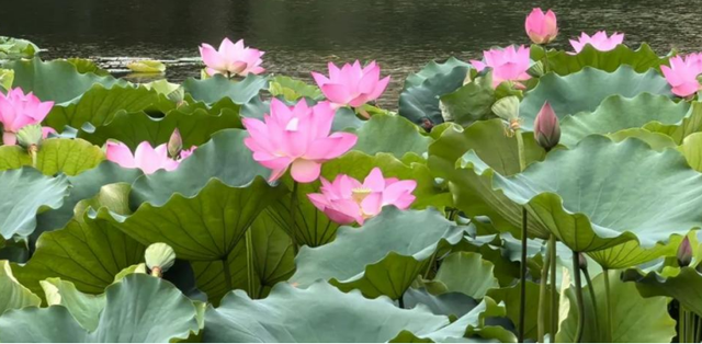 逛集、赏荷、徒步……来梯面玩转夏日~