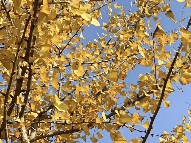 邂逅如画江西的小“杏”运