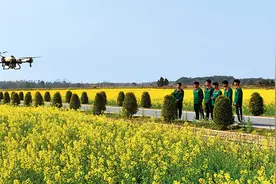 瞭望 | 无人机飞出就业新空间图片