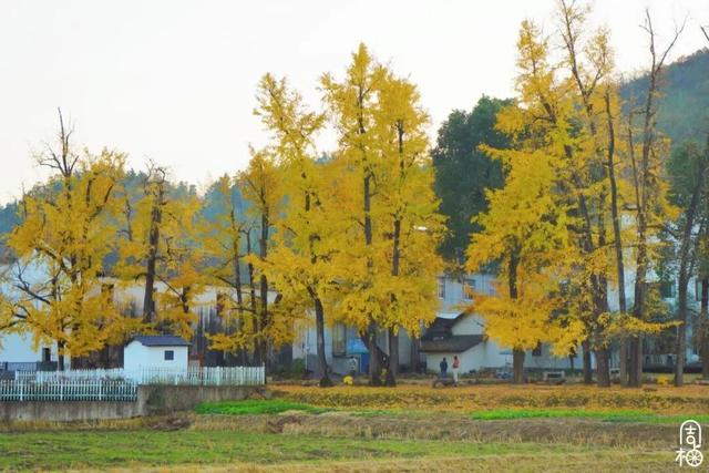 金黄染江南！浙江6大银杏秘境，藏着最温柔的初冬