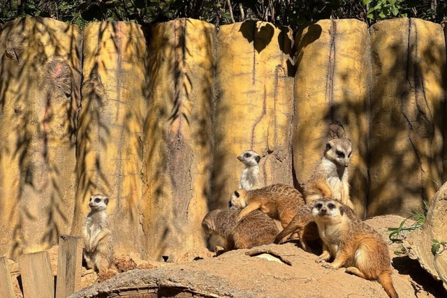 周末别宅了！青岛这5个宝藏地，现在去正好