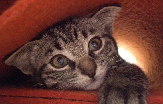 猫咪键盘上“霸屏”不走，半夜跑酷吵翻天，你家猫中几招？