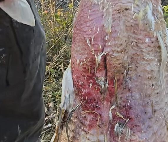 “挺吓人的，18斤大鹅在家门口河沟里瞬间消失”，寻回大鹅尸体，身上几乎无毛，还有四五处伤口