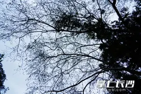 长沙真的下雪了？继阴雨、大风“出圈”后，今天长沙的“它”火了！图片