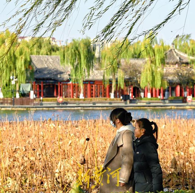 济南迎寒潮天气 大明湖畔游客寒风中赏残荷韵味足