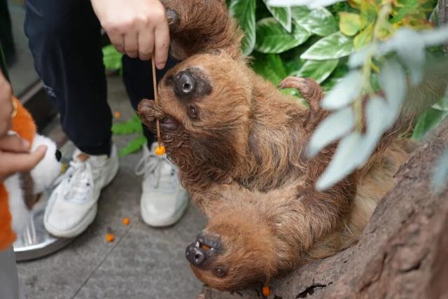 亲~~免费游乐和乐都的机会来了！