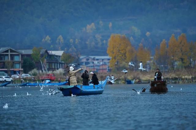 泸沽湖冬日限定浪漫：乘猪槽船，赴一场红嘴鸥之约