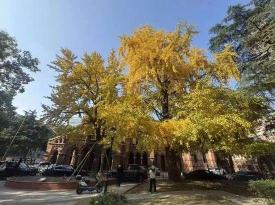 秋色浓度已拉满，申城街头 “赤橙黄绿交响曲”