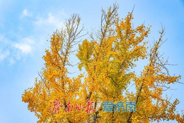 金叶翩跹映泉城，广场银杏醉游人