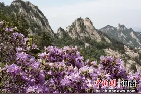 鲁山：杜鹃花开引客来图片