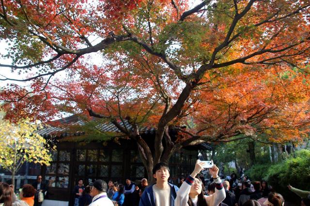 江苏苏州：拙政园“枫”景醉游人