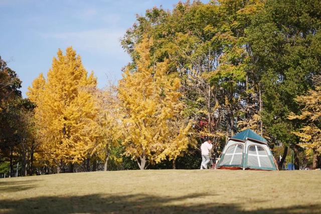 金山这些地方“含金量”满满，再不去等明年…