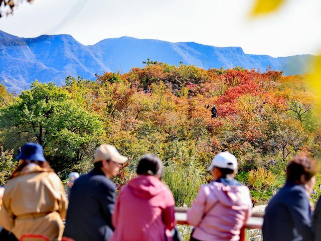 坡峰岭红叶进入最佳观赏期，近万米登山步道已全面开放