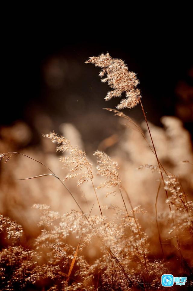 冬日芦苇披“金装” 摇曳生姿成美景