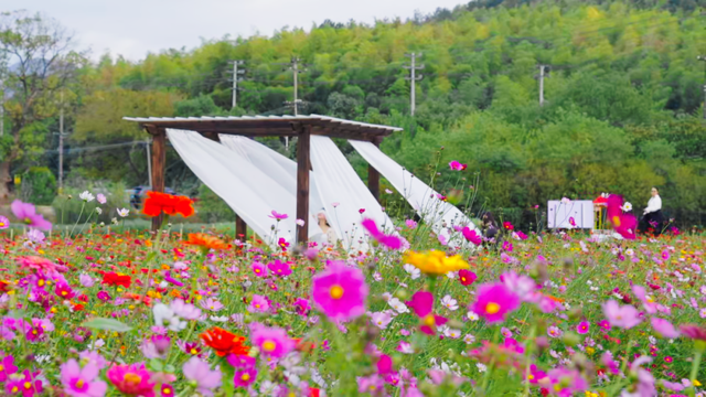 衢江这里的花开爆了！自带滤镜，超出片→