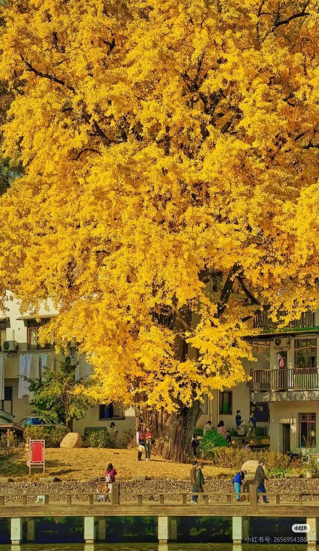 临安，一座被银杏腌入味的城市