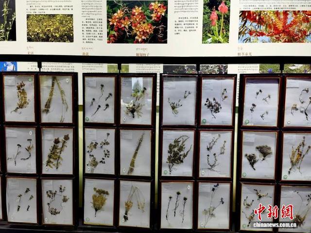 网络名人赴青海玉树州博物馆感知江源自然人文