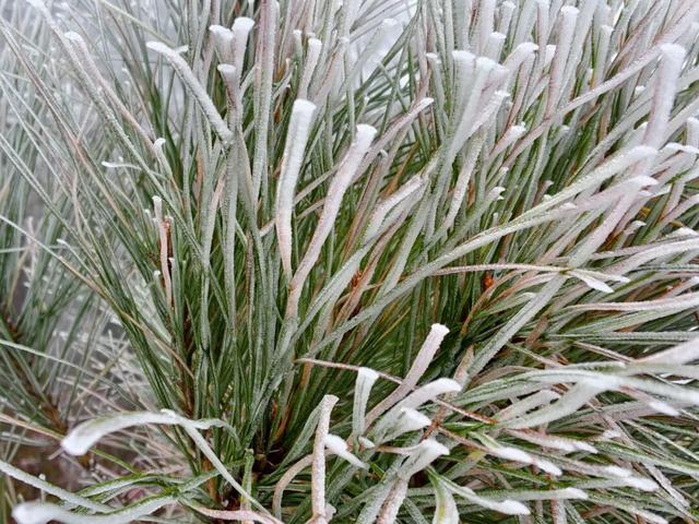 美如童话！融水尧告牧场迎来今冬首场雾凇