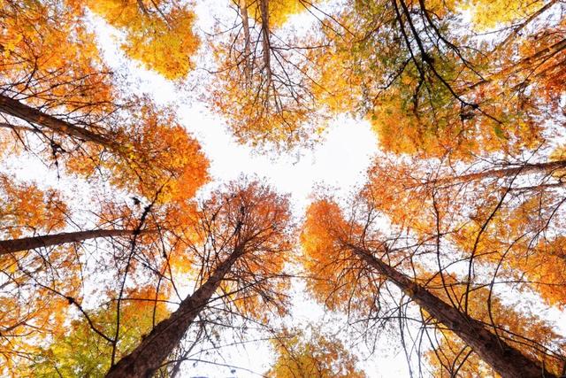 假如秋冬有颜色，肇庆便是一场多彩盛宴～