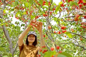 青岛：樱桃红了，采摘带火乡村游图片