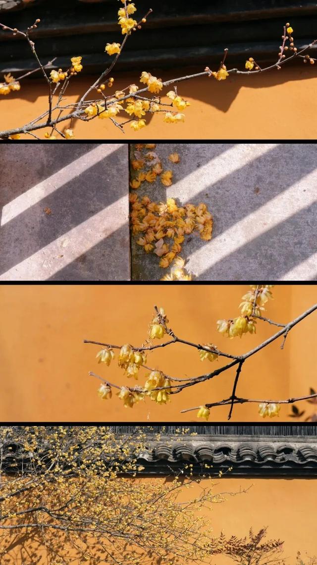 开了！开了！南湖，pong香！