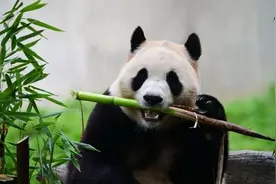 旅韩归国大熊猫“福宝”在四川亮相！韩国民众曾排长队送别图片