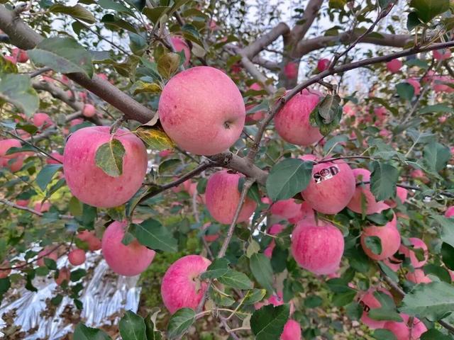 周末出发！河南最美彩色地图上线