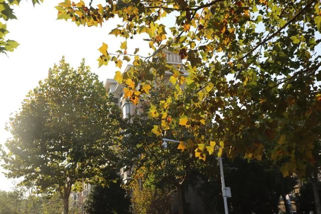 域见上海·域见奉贤｜奉浦秋日限定！这三条宝藏路线，承包所有秋日浪漫，刷爆朋友圈就靠它