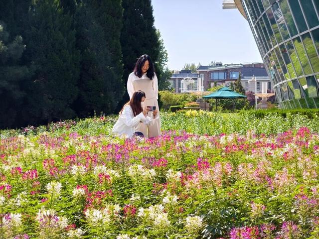 石家庄市植物园秋季花展开幕 秋韵繁花绘就浪漫画卷