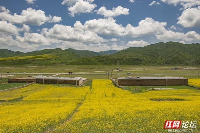 高原之上，金黄一隅教我发现旅行的意义