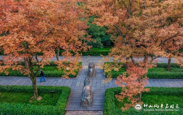 南京梧桐大道限定“皮肤”上线 ， 出片机位再升级