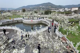 雪浪鎏金·乡聚未来②花舞梨乡 春满苍溪谷图片