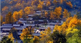 凉都秋韵｜赴一场千年之约：妥乐的秋天，是银杏写的童话
