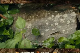 纪录片安化黑茶 ：用六亿年前的石头种黑茶图片