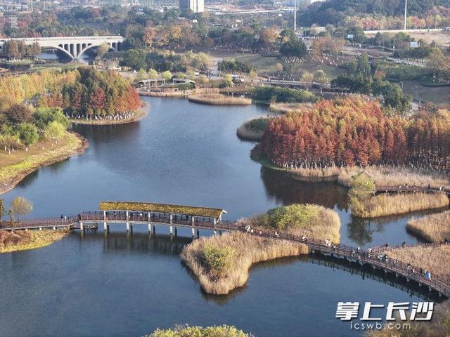 美不胜收！长沙县藏着一个五彩斑斓的秋丨组图