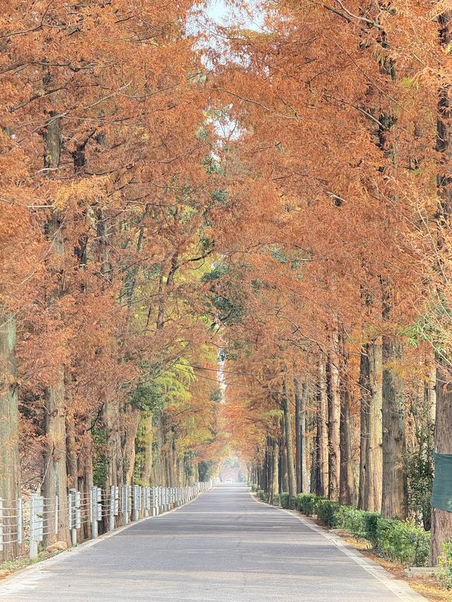 长沙最美水杉大道已上线！来这些地方邂逅初冬限定“水杉红”