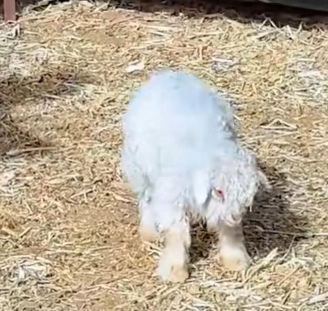 “装死	”小羊身价飙至30万，专家：“装死”非“演技”在线，系因遗传缺陷	，可以人工繁殖更多只