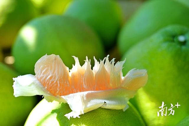 梅县为何这样红?