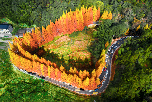 龙栖山水杉即将“限时换妆”！游玩攻略快收藏起来！