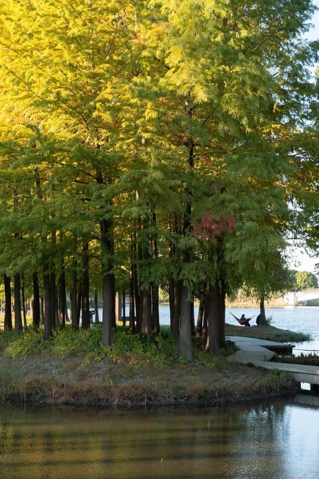 湖光金叶织秋韵