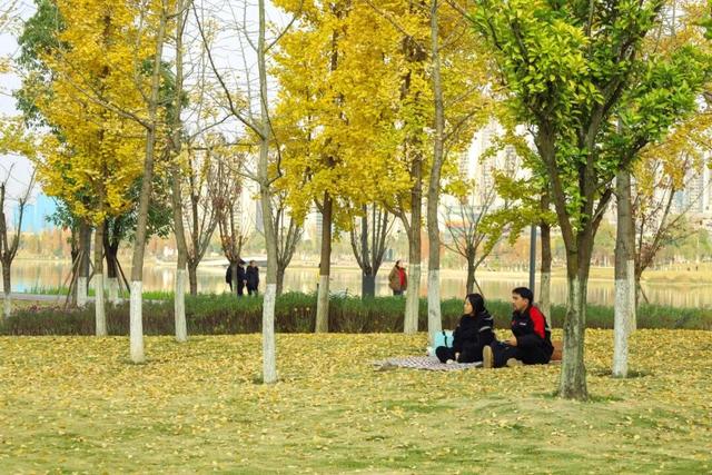 初冬限定上线了！德阳银杏打卡攻略请收好