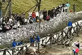 长颈鹿摔倒后无法脱困引网友担忧 湖北三峡长颈鹿乐园回应：正在救治中图片